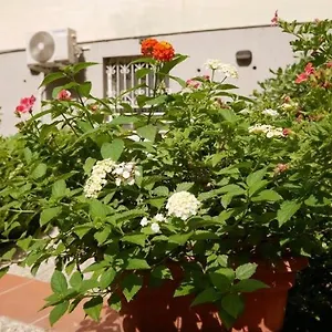 House With Garden And Parking Space In Mergellina Naples